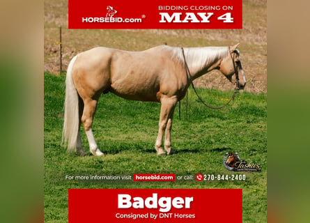 Quarter horse américain, Hongre, 10 Ans, Palomino