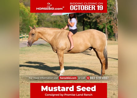 Quarter horse américain, Hongre, 10 Ans, Palomino