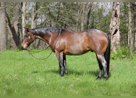 Quarter horse américain Croisé, Hongre, 10 Ans, Roan-Bay