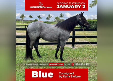 Quarter horse américain, Hongre, 10 Ans, Rouan Bleu
