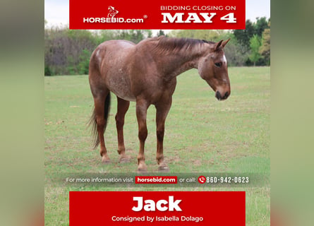Quarter horse américain, Hongre, 10 Ans, Rouan Rouge