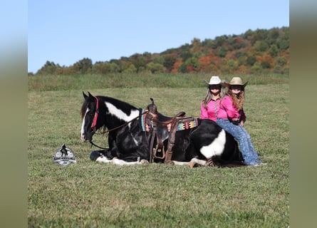 Quarter horse américain, Hongre, 10 Ans, Tobiano-toutes couleurs