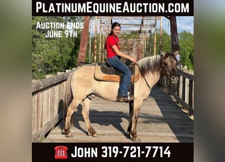 Quarter horse américain, Hongre, 11 Ans, 137 cm, Grullo