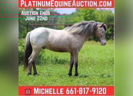 Quarter horse américain, Hongre, 11 Ans, 140 cm, Roan-Bay