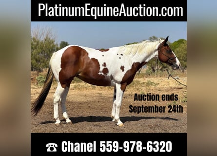 Quarter horse américain, Hongre, 11 Ans, 145 cm, Tobiano-toutes couleurs