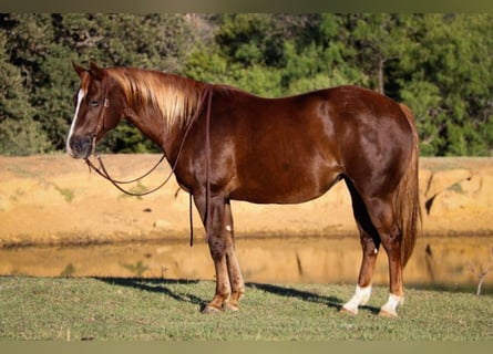 Quarter horse américain, Hongre, 11 Ans, 147 cm, Alezan cuivré