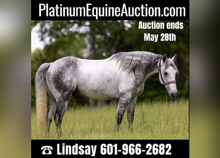 Quarter horse américain, Hongre, 11 Ans, 147 cm, Gris pommelé