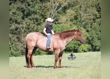 Quarter horse américain, Hongre, 11 Ans, 147 cm, Rouan Rouge