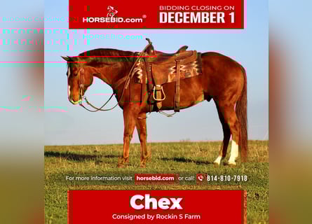 Quarter horse américain, Hongre, 11 Ans, 150 cm, Alezan cuivré