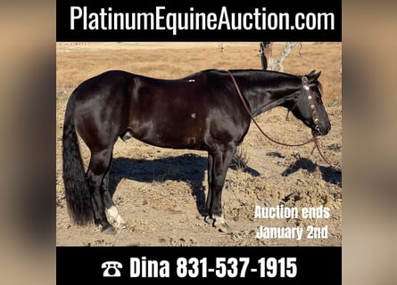Quarter horse américain, Hongre, 11 Ans, 150 cm, Noir