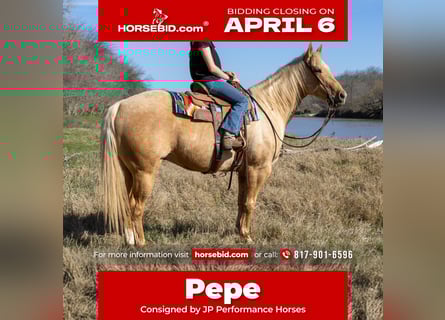 Quarter horse américain, Hongre, 11 Ans, 150 cm, Palomino