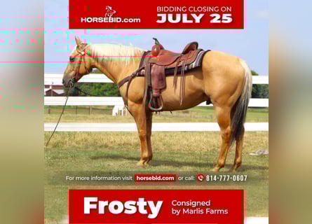 Quarter horse américain, Hongre, 11 Ans, 150 cm, Palomino