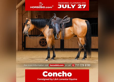 Quarter horse américain, Hongre, 11 Ans, 152 cm, Buckskin