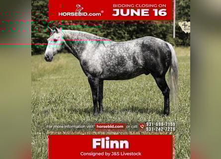 Quarter horse américain, Hongre, 11 Ans, 152 cm, Gris pommelé