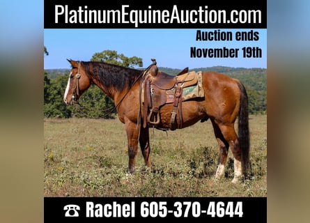 Quarter horse américain, Hongre, 11 Ans, 152 cm, Isabelle
