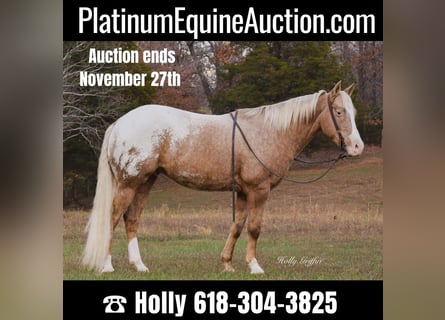 Quarter horse américain, Hongre, 11 Ans, 152 cm, Palomino