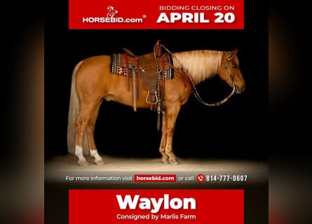 Quarter horse américain, Hongre, 11 Ans, 152 cm