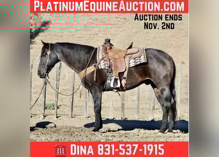 Quarter horse américain, Hongre, 11 Ans, 152 cm, Rouan Bleu