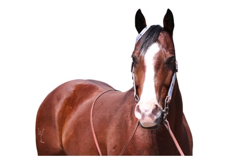 Quarter horse américain, Hongre, 11 Ans, 157 cm, Bai cerise