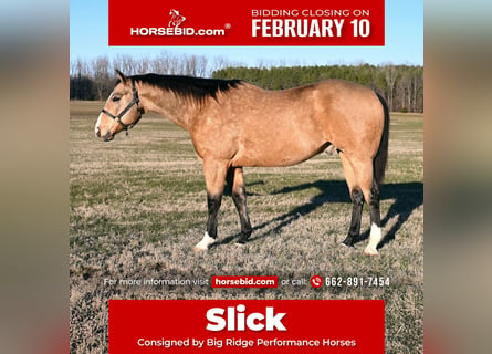 Quarter horse américain, Hongre, 11 Ans, 157 cm, Buckskin