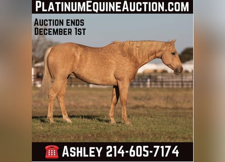 Quarter horse américain, Hongre, 11 Ans, 157 cm, Palomino