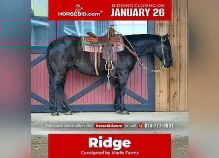 Quarter horse américain, Hongre, 11 Ans, 157 cm, Rouan Bleu