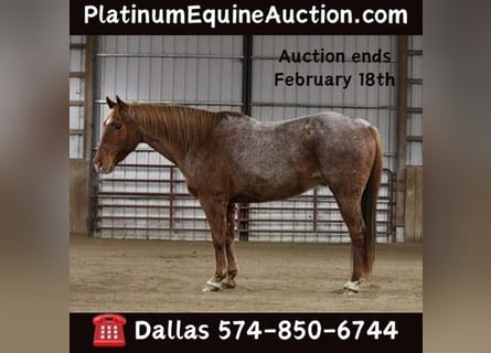 Quarter horse américain, Hongre, 11 Ans, 157 cm, Rouan Rouge