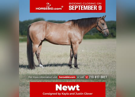 Quarter horse américain, Hongre, 11 Ans, 160 cm, Buckskin