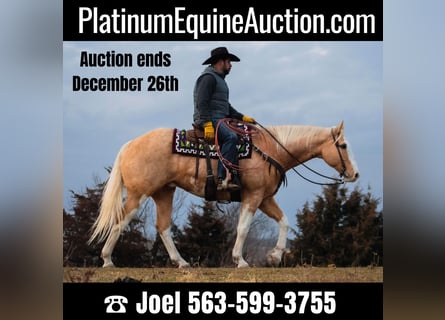 Quarter horse américain, Hongre, 11 Ans, 160 cm, Palomino