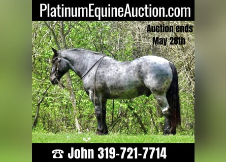 Quarter horse américain, Hongre, 11 Ans, 170 cm, Rouan Bleu