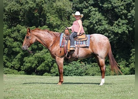 Quarter horse américain, Hongre, 11 Ans, Rouan Rouge