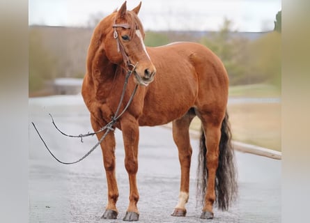 Quarter horse américain Croisé, Hongre, 12 Ans, 142 cm, Alezan cuivré