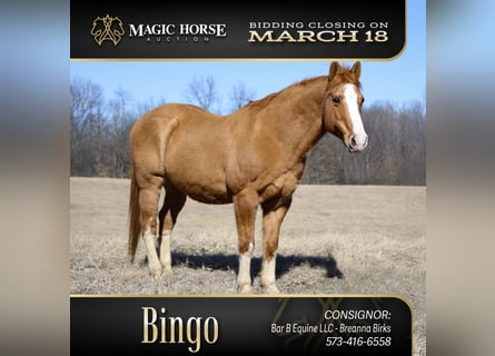 Quarter horse américain, Hongre, 12 Ans, 142 cm, Alezan dun