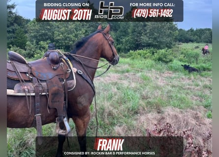 Quarter horse américain, Hongre, 12 Ans, 142 cm, Bai cerise