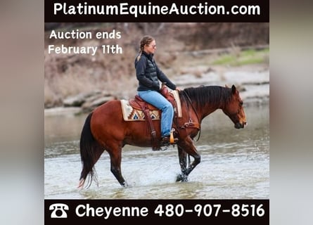 Quarter horse américain, Hongre, 12 Ans, 147 cm, Bai cerise