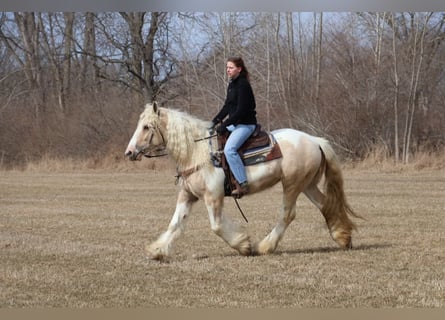 Quarter horse américain, Hongre, 12 Ans, 147 cm, Palomino