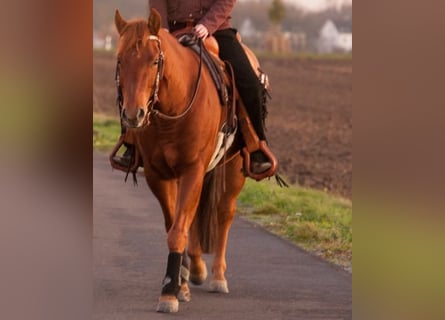 Quarter horse américain, Hongre, 12 Ans, 148 cm, Alezan