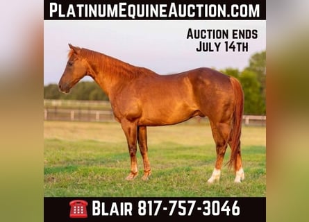 Quarter horse américain, Hongre, 12 Ans, 150 cm, Alezan brûlé