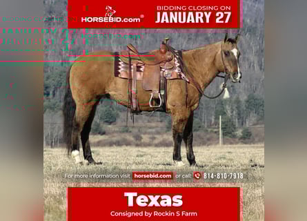 Quarter horse américain, Hongre, 12 Ans, 150 cm, Alezan dun