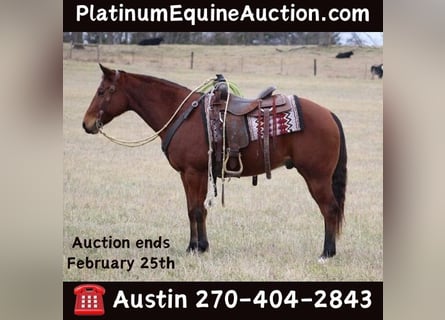 Quarter horse américain, Hongre, 12 Ans, 150 cm, Bai cerise