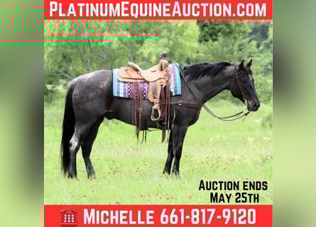 Quarter horse américain, Hongre, 12 Ans, 150 cm, Gris