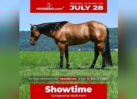 Quarter horse américain, Hongre, 12 Ans, 150 cm, Isabelle