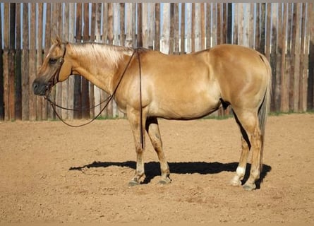 Quarter horse américain, Hongre, 12 Ans, 150 cm, Palomino