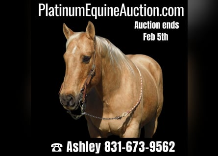 Quarter horse américain, Hongre, 12 Ans, 150 cm, Palomino