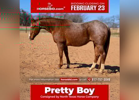 Quarter horse américain, Hongre, 12 Ans, 150 cm, Rouan Rouge