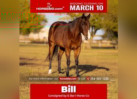Quarter horse américain, Hongre, 12 Ans, 152 cm, Bai cerise