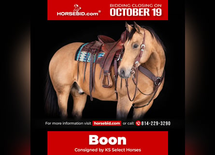 Quarter horse américain, Hongre, 12 Ans, 152 cm, Buckskin