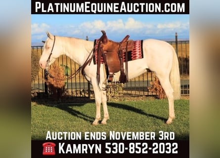 Quarter horse américain, Hongre, 12 Ans, 152 cm, Cremello