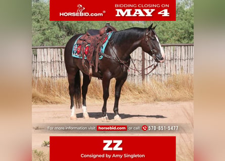 Quarter horse américain, Hongre, 12 Ans, 152 cm, Noir