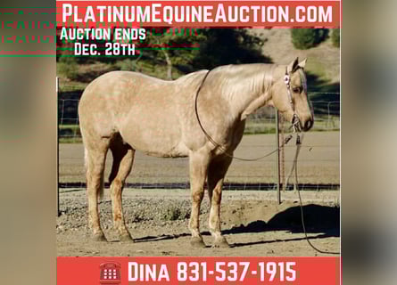 Quarter horse américain, Hongre, 12 Ans, 152 cm, Palomino
